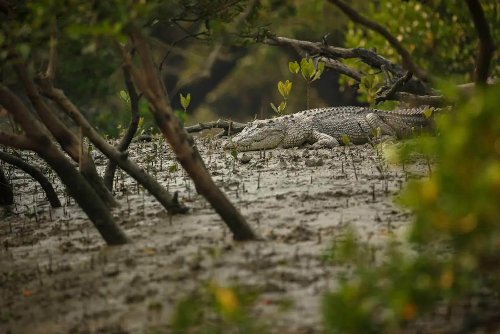 Sundarbans Mangroves